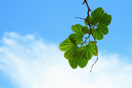 Tree nature branch cloud Photo