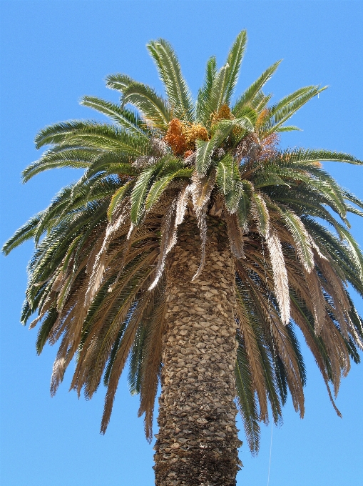 树 分支 植物 天空