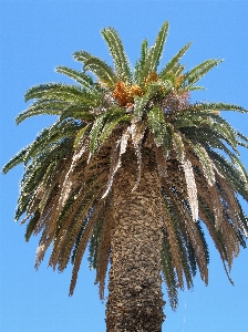 木 ブランチ 植物 空 写真