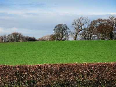 Landscape tree nature grass Photo