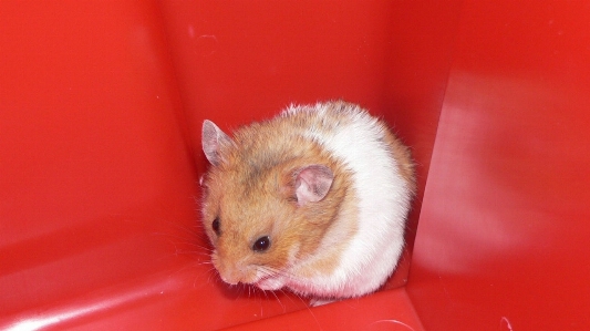 Mouse cute pet red Photo