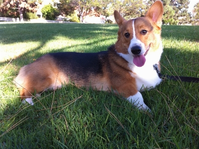 Lawn puppy dog canine Photo