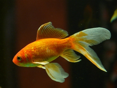 Foto Nadar vermelho amarelo peixe