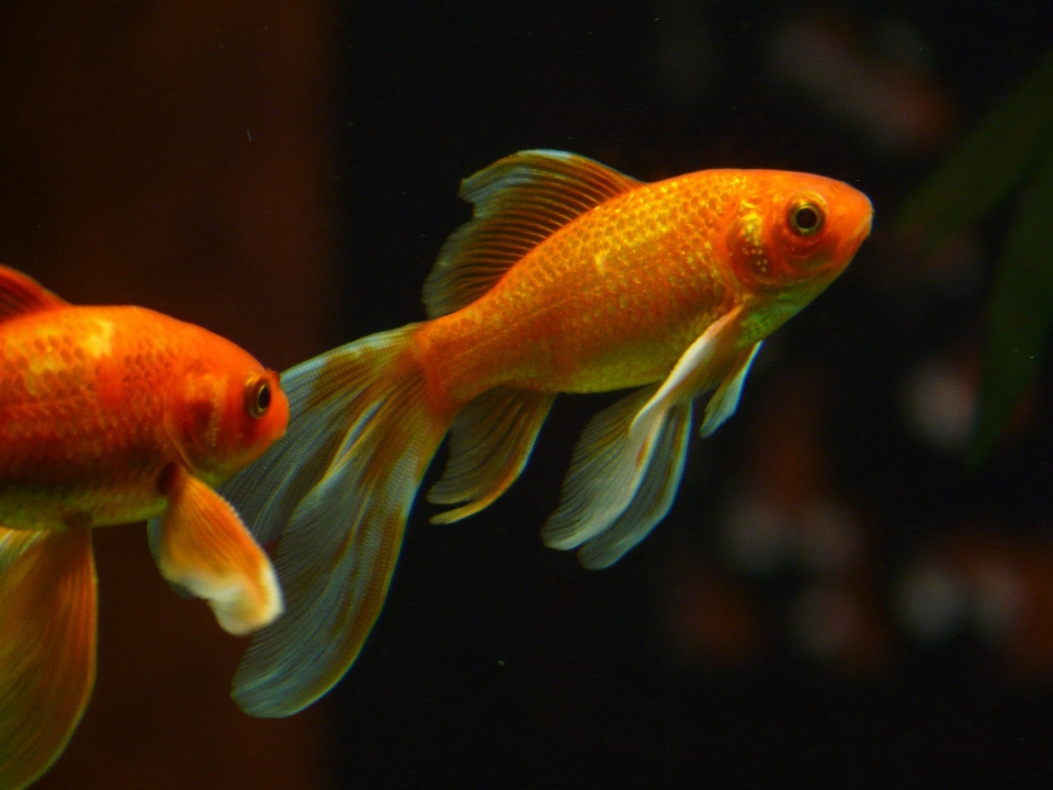 Schwimmen rot biologie gelb