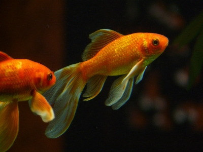 泳ぐ 赤 生物学 黄色 写真