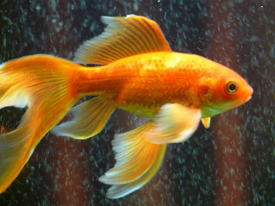 水中 泳ぐ 赤 生物学 写真