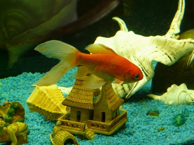 Underwater swim red biology Photo