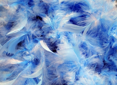 Bird wing wave frost Photo