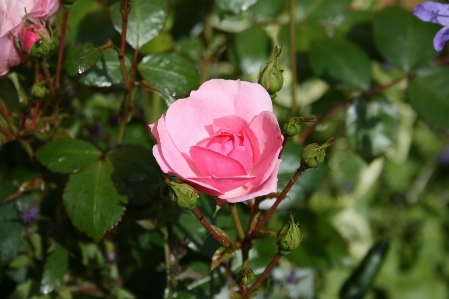 Blossom plant flower petal Photo