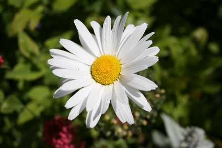 Blossom plant white flower Photo