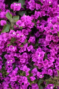 Foto Plantar flor roxo pétala