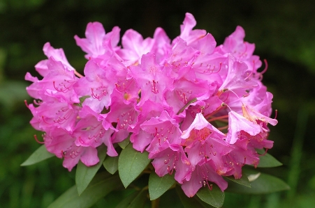 Foto Natura fiore pianta botanica
