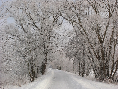 Фото пейзаж дерево природа лес