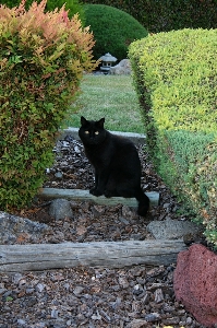 Grass lawn flower animal Photo