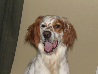 犬 動物 犬歯
 ペット 写真