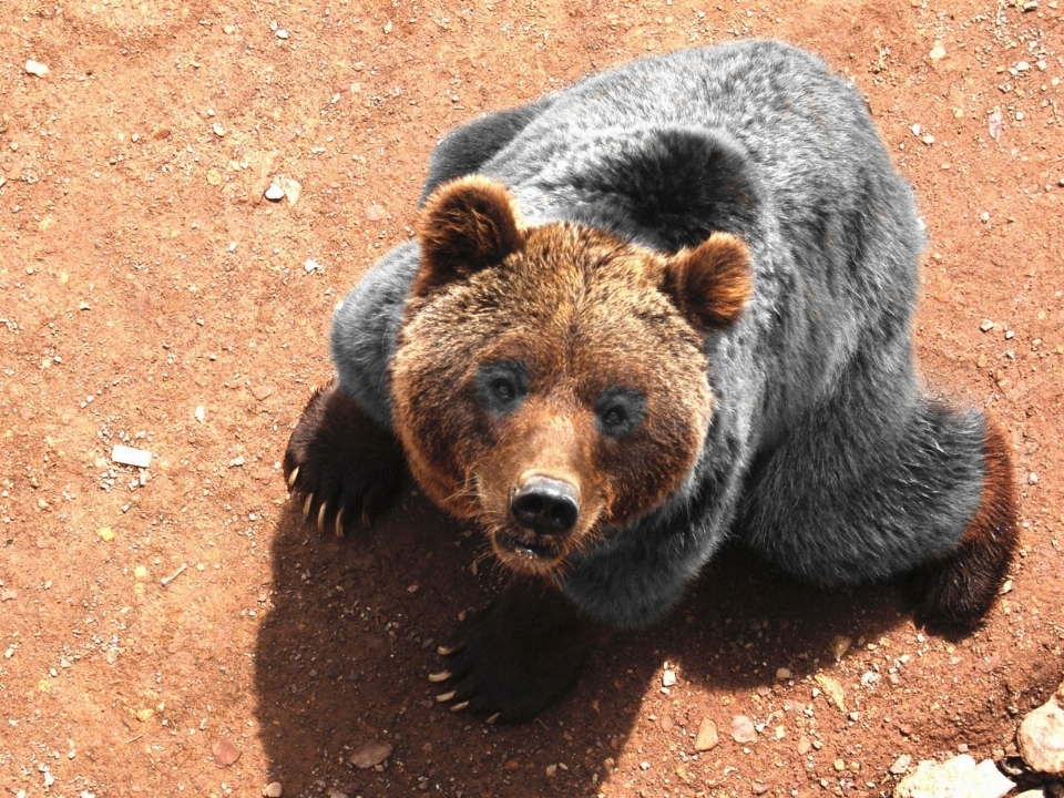 動物 クマ 野生動物 グリズリー