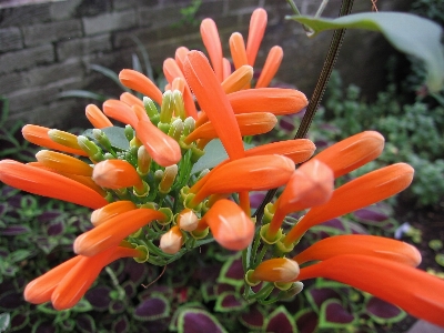 Plant flower orange food Photo