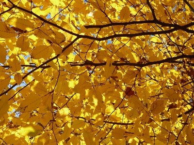 Tree forest branch plant Photo