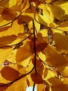 Tree forest branch plant Photo