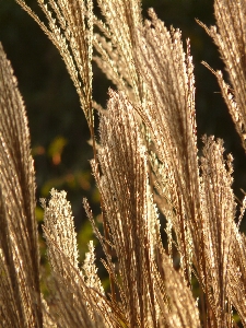 Tree nature grass branch Photo