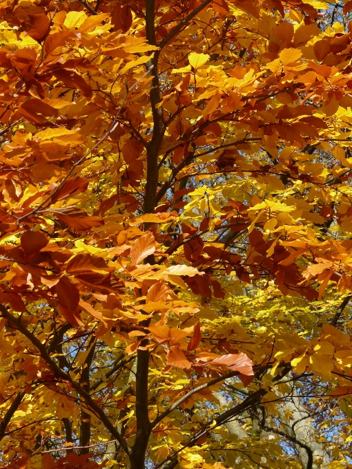 Tree forest branch plant