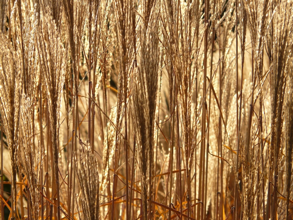 Baum wald gras zweig