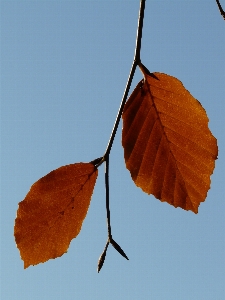 Tree forest branch plant Photo