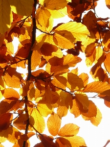 Tree forest branch plant Photo