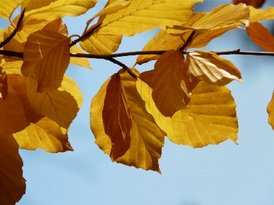 Tree forest branch plant Photo