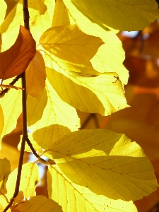 Tree forest branch plant Photo