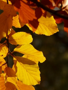 Tree forest branch plant Photo