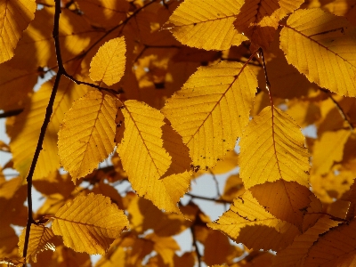 Tree forest branch plant Photo