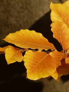 Tree nature forest branch Photo