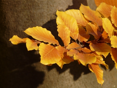 Tree forest branch plant Photo