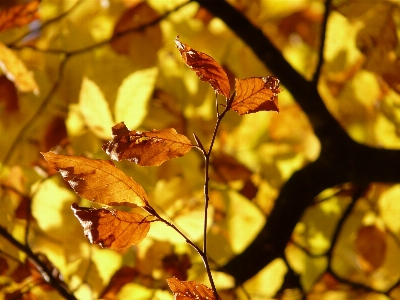 Tree nature forest branch Photo