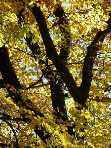 Tree forest branch blossom Photo