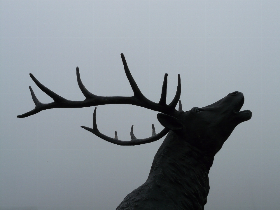 Branch fog deer horn