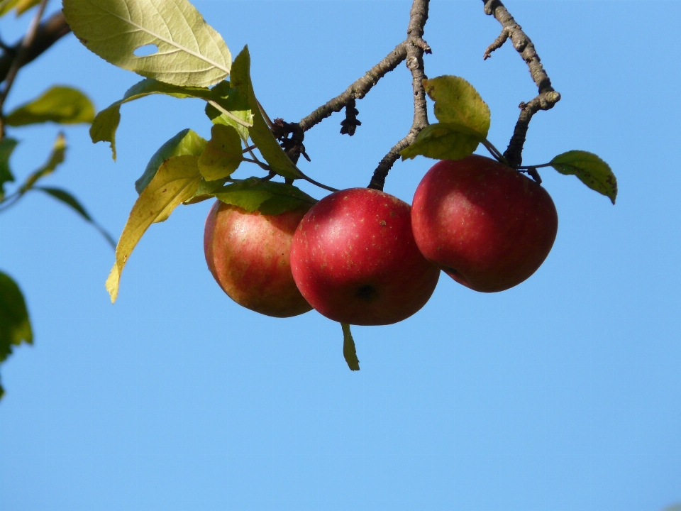 Apple 木 ブランチ 植物