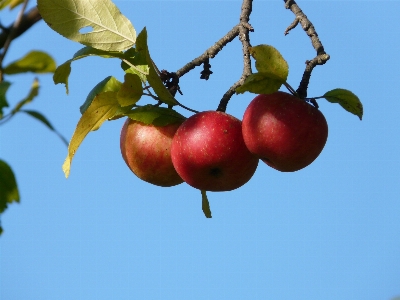 Apple 树 分支 植物 照片