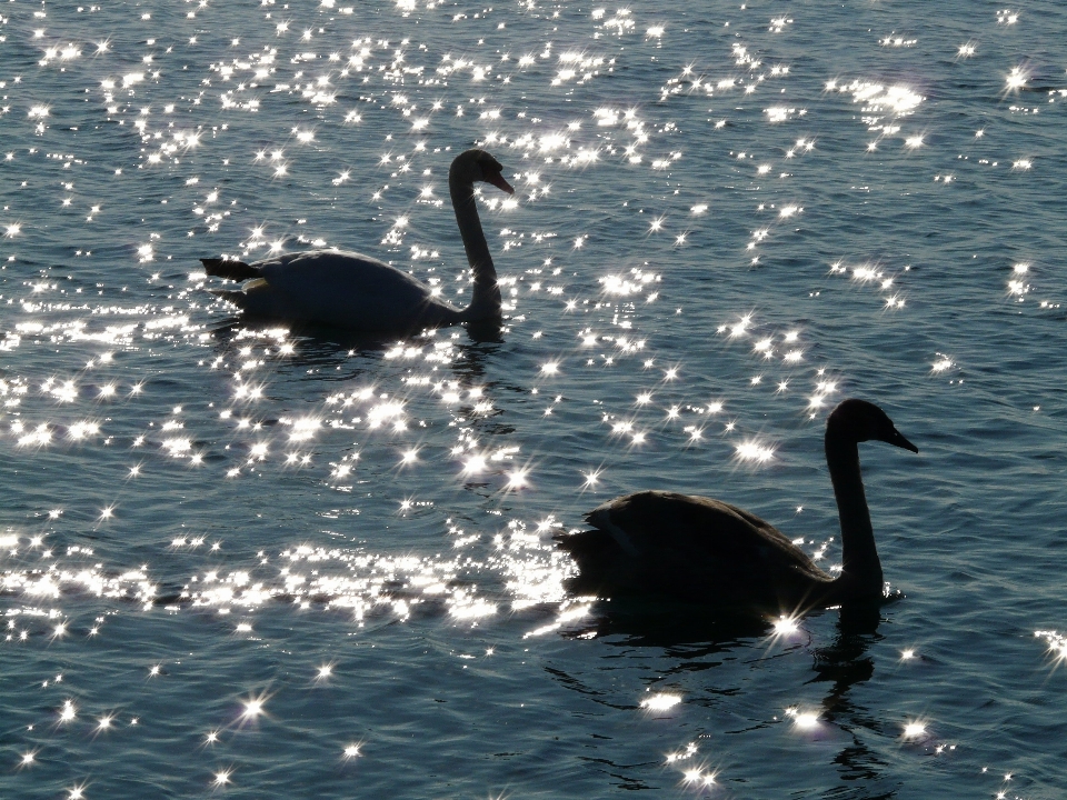 Mare acqua uccello ala