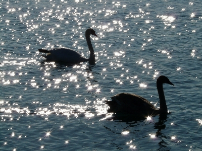 Sea water bird wing Photo