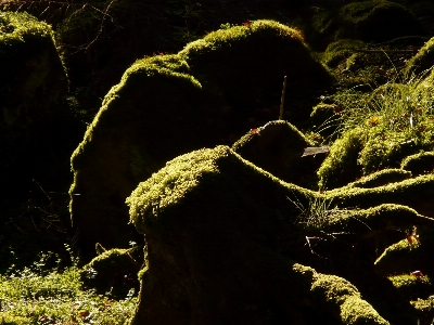 Tree nature forest rock Photo