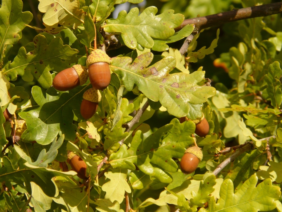 Pohon cabang tanaman buah