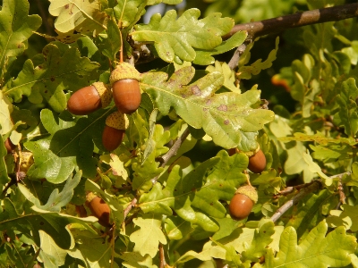 Tree branch plant fruit Photo