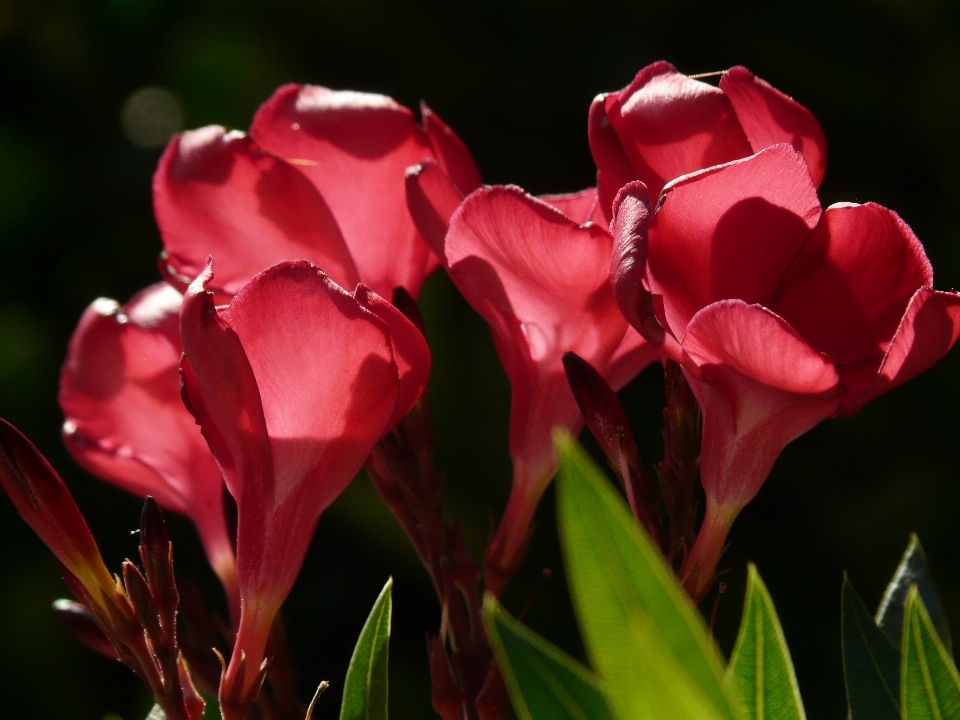 Fleurir usine fleur pétale