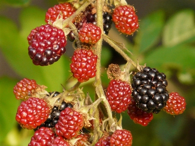 Plant raspberry fruit berry Photo