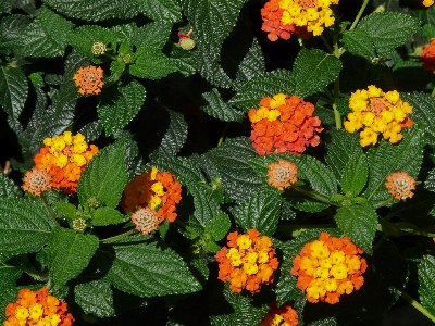 花 植物 咲く ハーブ 写真