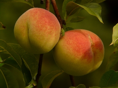 Apple branch plant fruit Photo