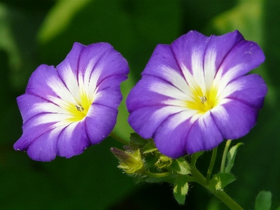 Blossom plant flower petal Photo