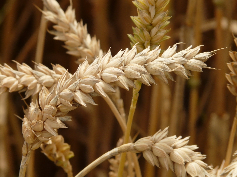 Grass branch plant field